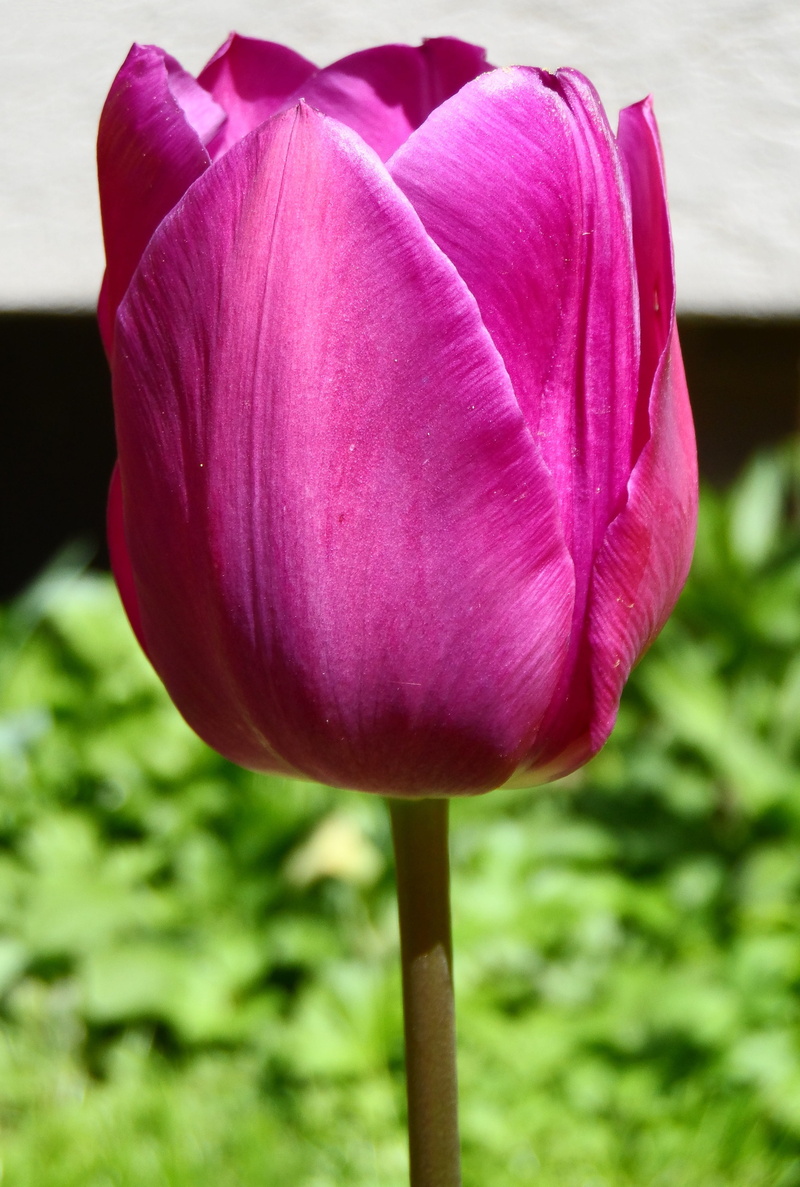 spring, petal, plant, no people, Violet, gorgeous, plant stem, beauty in nature, day, lily-like, summer, flower, fragrant, sprout, vulnerability, lotus water lily