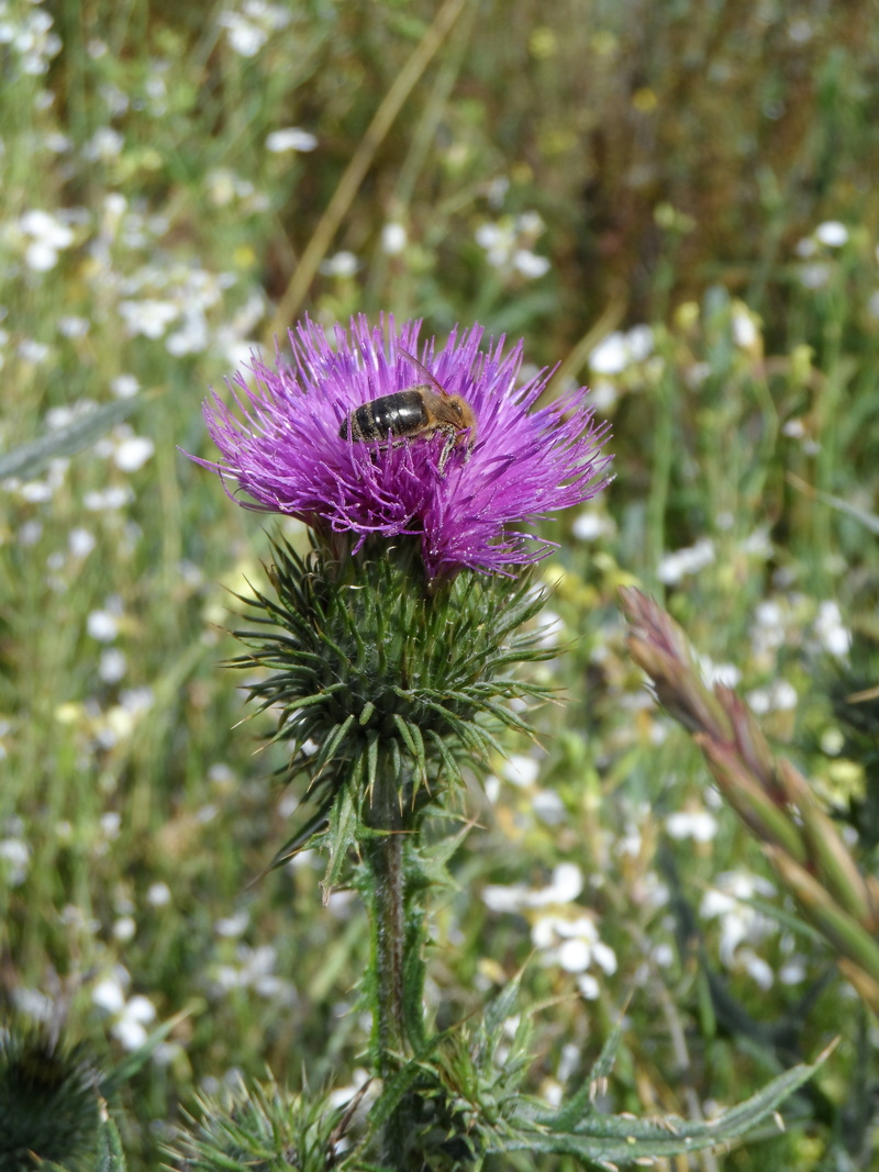 fodder plant, inflorescence, flowering plant, botany, summer, flora, picturesque, day, scratchy, green stuff, grow, nature, composites, meadow, thistle