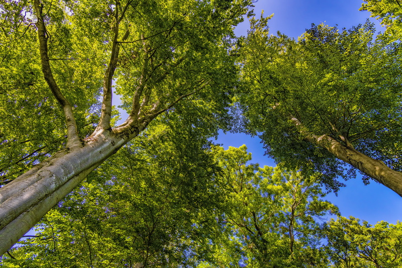atmospheric, trunk, low angle view, intensive, scenics - nature, tree, tree trunk, leaves, canopy, mood, log, beautiful, back light, green, sunlight, angle