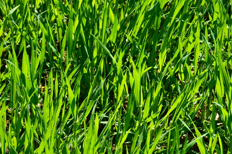 halme, freshness, land, grasses, plant, summer, meadow, no people, sunlight, texture, growth, maintained, leaf, powerful, lawn care, green color, nature