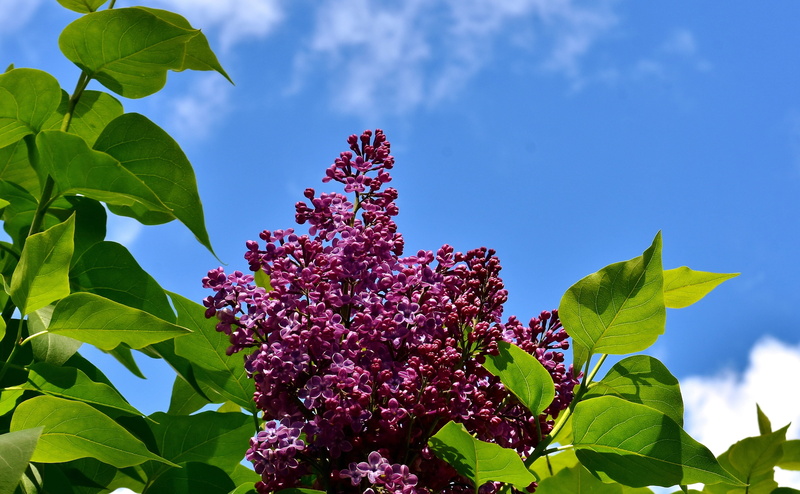 leaf, bush, blossom, no people, lilac, plant part, close-up, flower, flower head, purple, gardening, ornamental plant, macro, plant, intense color, outdoors