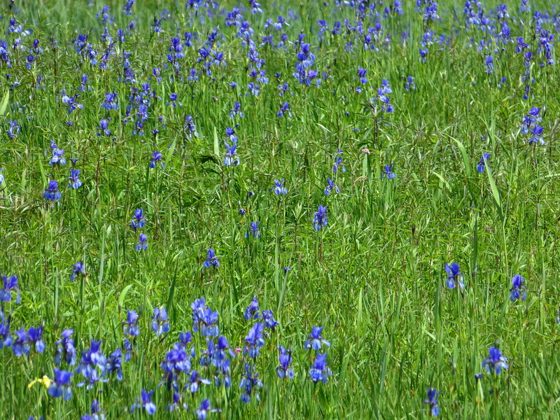 intense blue, grass, freshness, purple, flower head, Flower, fragility, plant, iridoideae, no people, flower meadow, raindrop, flowering plant, day, beauty in nature