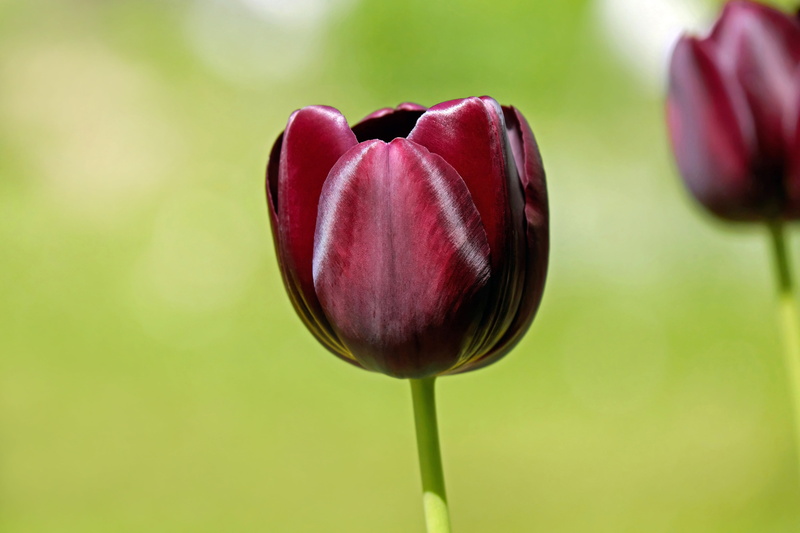 freshness, growth, green color, vulnerability, photography, flower, gorgeous, flower head, nature, food, beautiful, plant stem, plant, no people, focus on foreground