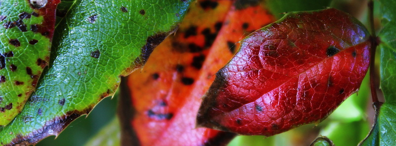 green color, nature, rain, beauty in nature, raindrop, leaves, intensive, wet, water, leaf, fragility, red, outdoors, vulnerability, plant, green, 2K