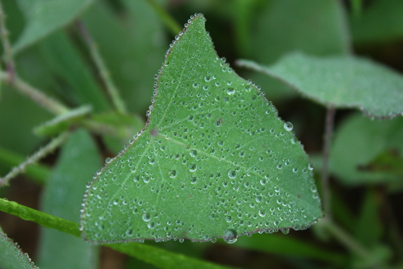 green, leaf, water drops, close-up, beauty in nature, wet, early in the morning, freshness, intensive, water, green color, raindrop, ball, plant, rain