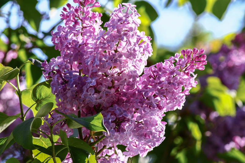 petals, vulnerability, 5K, day, green, syringa vulgaris, bunch of flowers, blossom, fragility, petal, lilac umbels, violet, intense color, oleaceae, common lilac