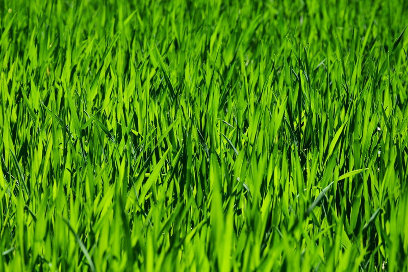 meadow, outdoors, nature, intense green, juicy, environment, close, foliage, rush, lawn care, summer, landscape, halme, backgrounds, plant, beauty in nature