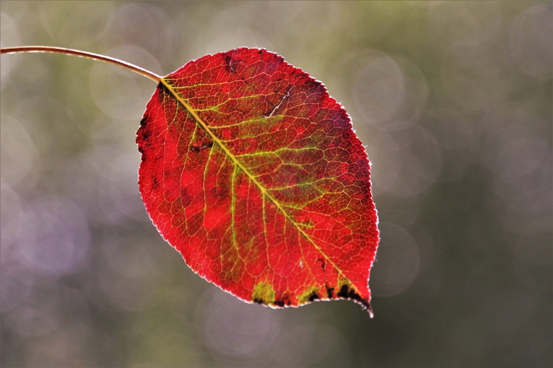 fragility, coloring, in the fall, nature, glow, 5K, outdoors, park, figure, plant, selective focus, leaf vein, vulnerability, mood, focus on foreground