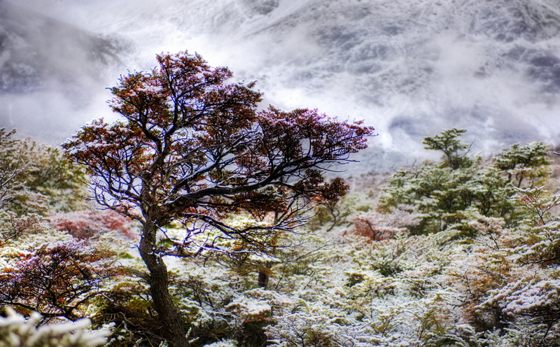 tranquility, 5K, Snow, Foggy, contradiction, surreal, Tree, urple, low angle view, Orange, environment, leaf, severe, cloud - sky, Fringe, Mystical, Patagonia