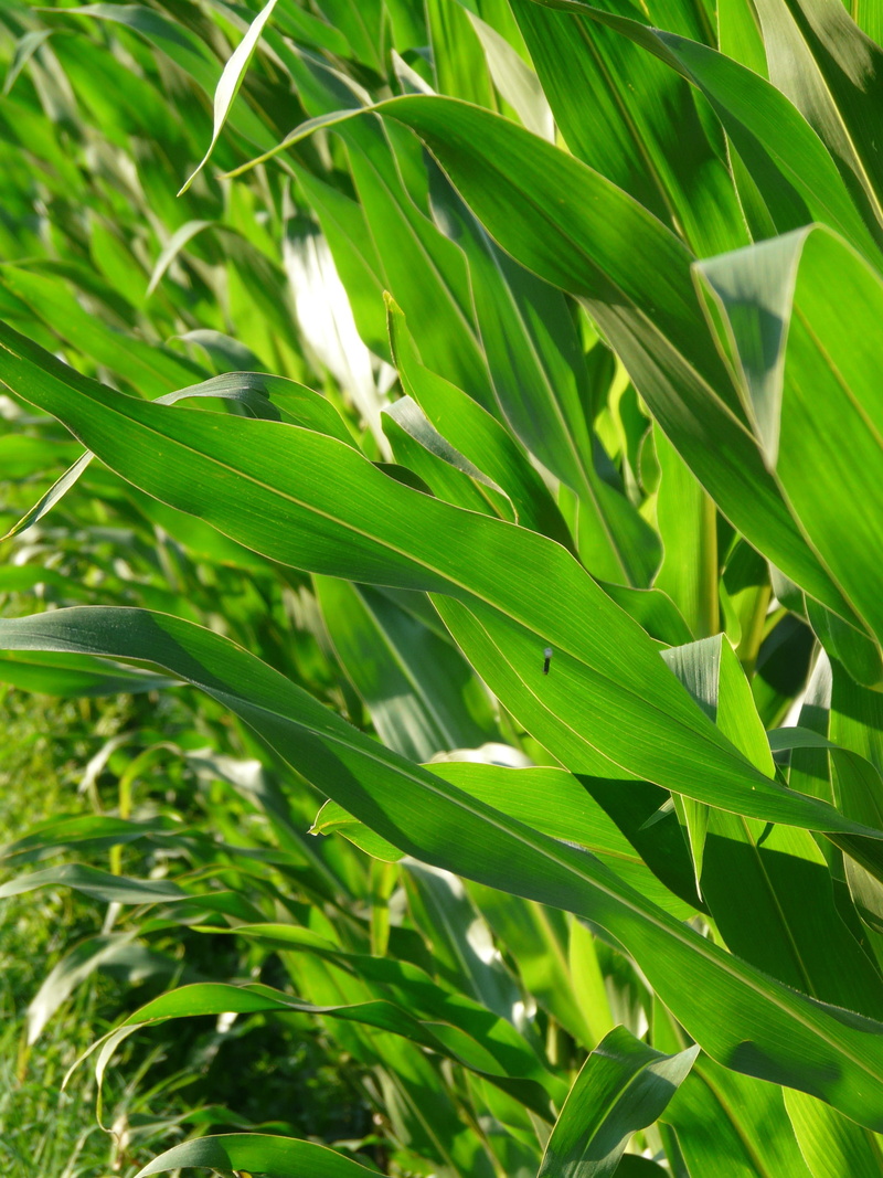 plant, licorice, land, corn leaves, selective focus, plant part, outdoors, colorful, green, growth, beauty in nature, nature, botany, grass, tree, green color