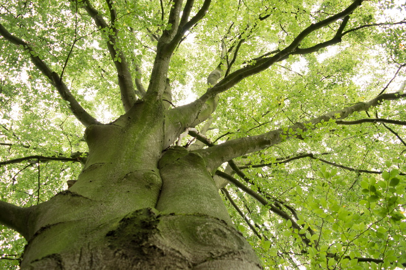 nature, sky, branches, forest, land, outdoors, leaf, tree canopy, plant, recovery, full frame, low angle shot, no people, leaves, beauty in nature, trunk