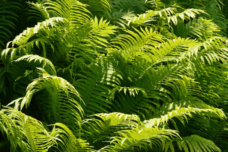 zen, no people, ferns, graphic, leaf, intense green, foliage, lush green, rainforest, lush foliage, freshness, full, beauty in nature, close-up, sunbeam