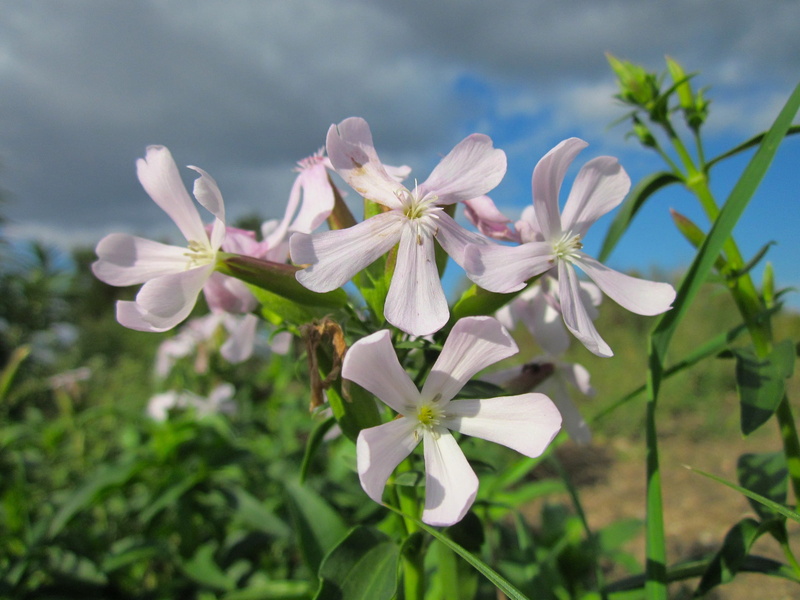 outside, selective focus, intense, freshness, season, outdoors, bright, spring, no people, greenery, petal, Saponaria Officinalis, white, lovely, fragility