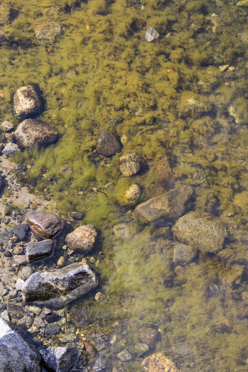 no people, stone - object, archipelago, green color, shallow, pebble, tranquility, nature, water, solid, stones, summer, sea, plant, tranquil scene, lake