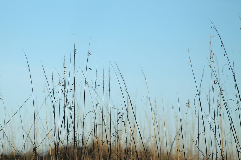 water, clear sky, sea, seaoats, seagrass, outdoors, natural, oat, tranquil scene, blue, beach, 2K, sawgrass, coastal, sand, plant, landscape, non-urban scene
