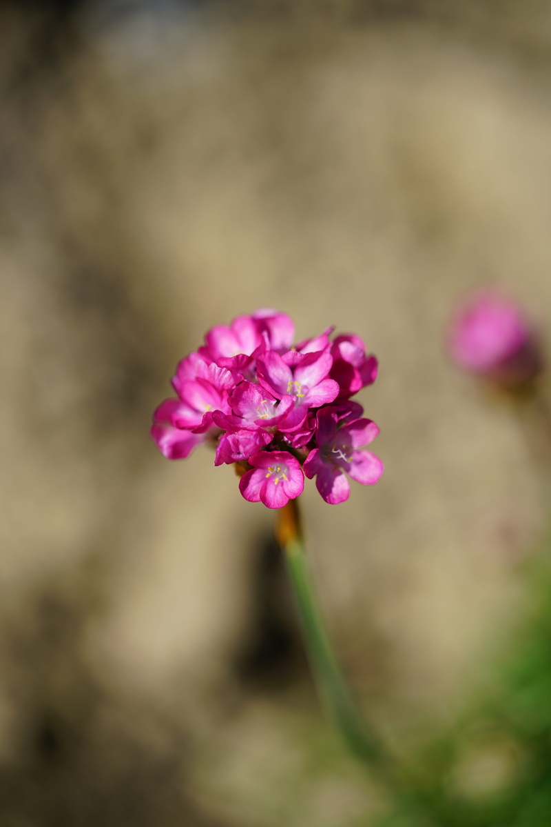 inflorescence, rösch-shaped, beach herb, ordinary grass elke, bloom, italicum, hasenpoten, selective focus, grasfilette, sea grass, sea nails, fragility