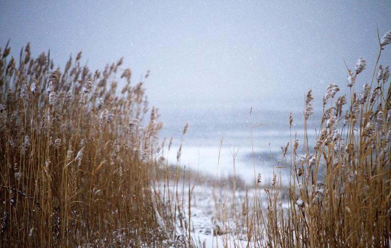 atlantic, sea, snow, focus on foreground, winter, clouds, grass, tranquil scene, lake, coastal, marram grass, cloudy, coast, scenics - nature, nature, environment