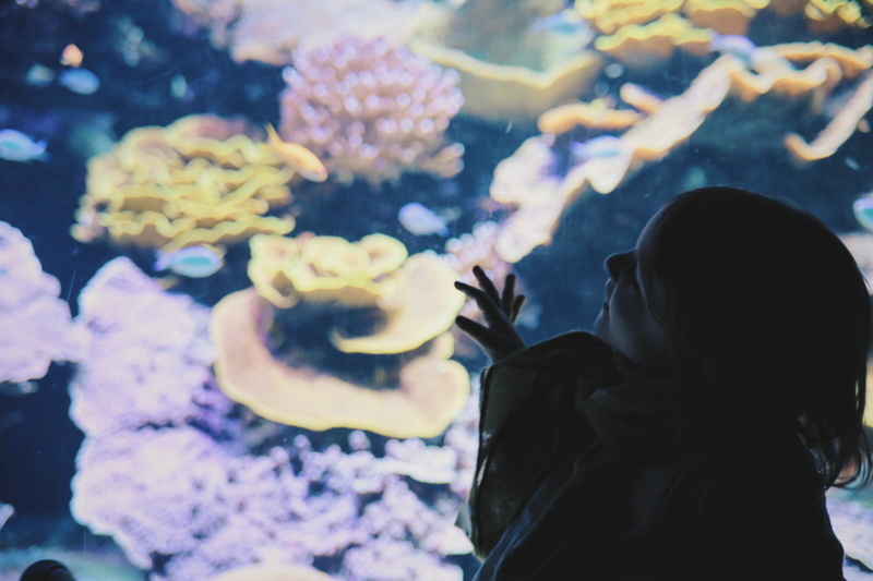 child, kid, lifestyles, group of animals, girl, mediterranean, tank, deep sea, sea life, fish, animals in the wild, real people, vertebrate, water, animal wildlife