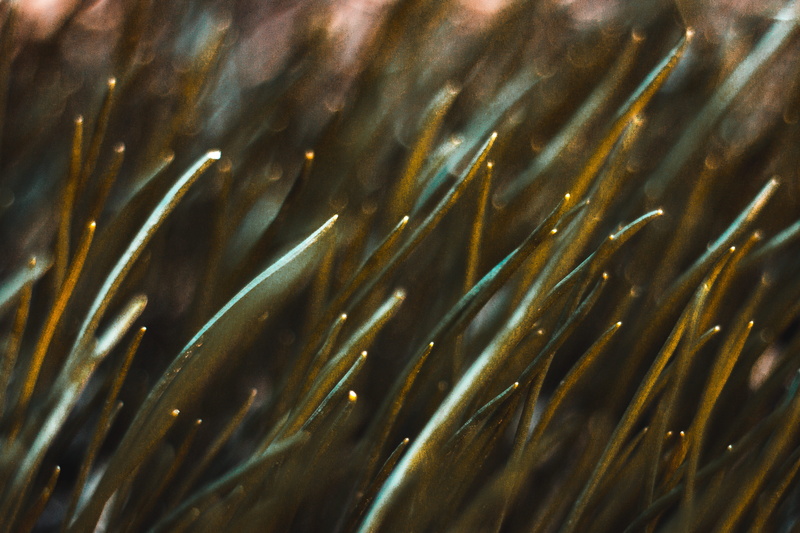 close-up, communication, selective focus, growth, seaweed, seabed, shiny, backgrounds, full frame, feather, beauty in nature, grass, nature, metal, outdoors