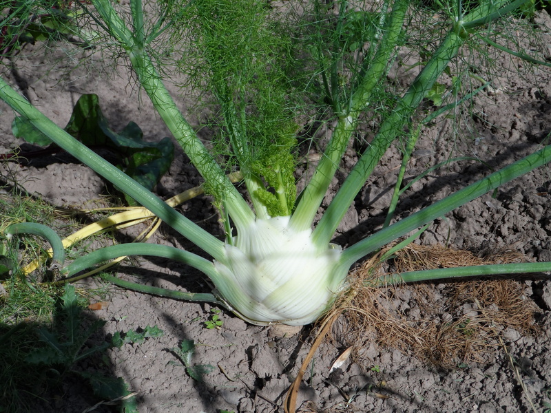 Sprout, green stuff, freshness, no people, close-up, flower, day, field, food, growth, plant, vegetable plant, botany, krautig, foeniculum vulgare, Fennel