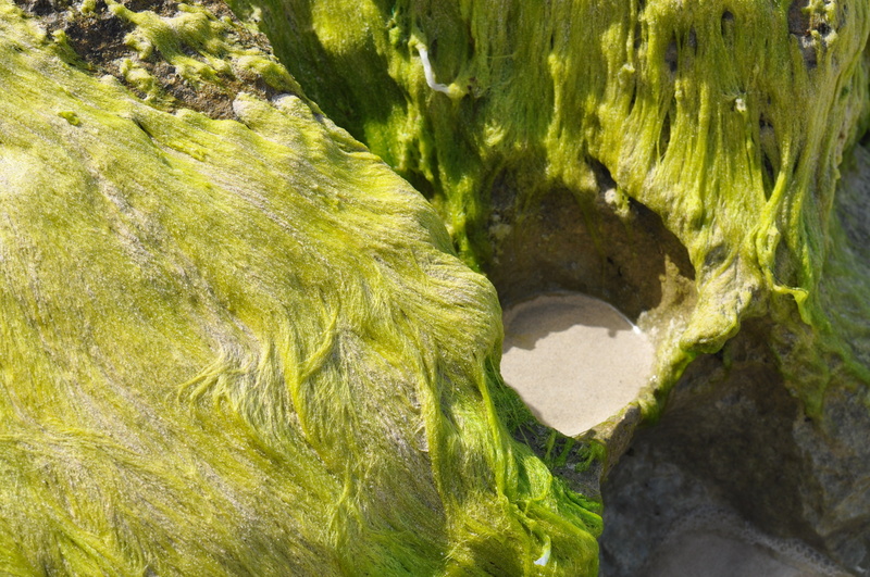 no people, scenics - nature, green, beauty in nature, seagrass, sunlight, rock, 4K, tranquil scene, plant, sand, nature, land, green color, flowing, growth