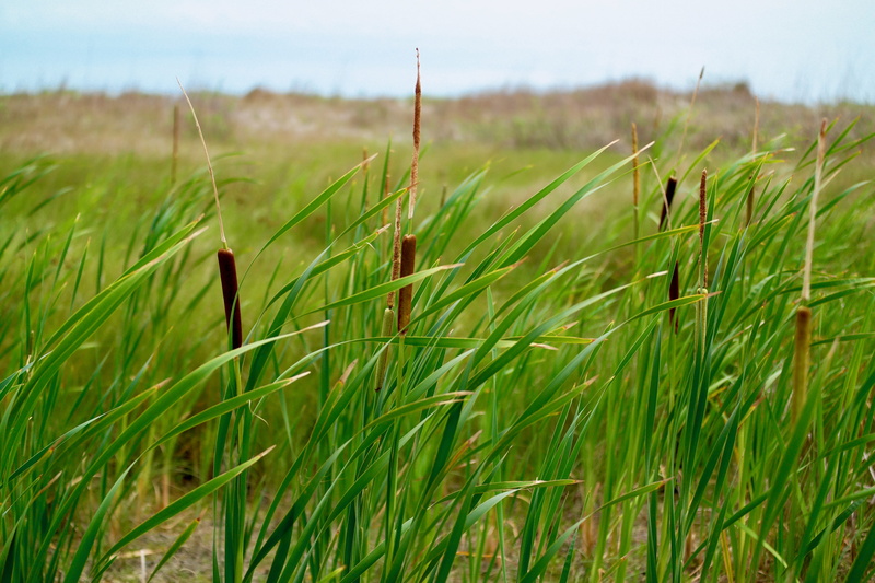united states, 4K, green color, field, cereal plant, agriculture, landscape, grass, nature, rural scene, growth, beach, outdoors, plant, no people, blade of grass
