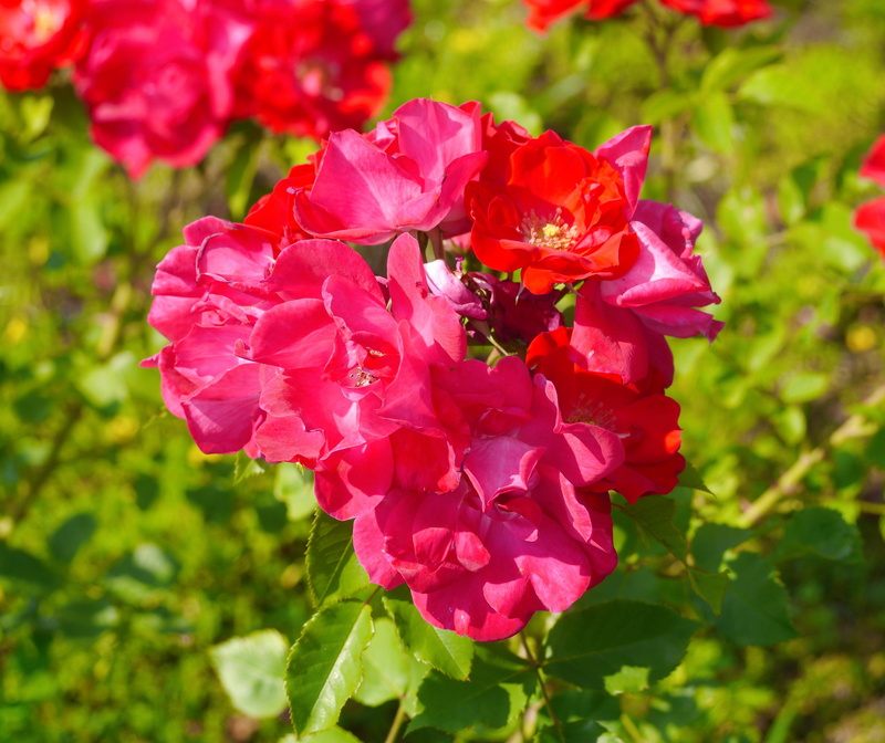 yokosuka-shi, freshness, verny park, vulnerability, green, red, garden, intense, 4K, flowering plant, Flower, commemoration, plant, rose, pink color, growth