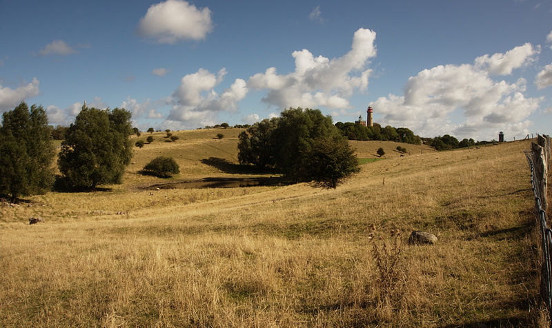 plant, green, land, nature, agriculture, day, country, no people, rural, growth, daytime, faro, tranquility, rural scene, 5K, tree, tranquil scene, landscape