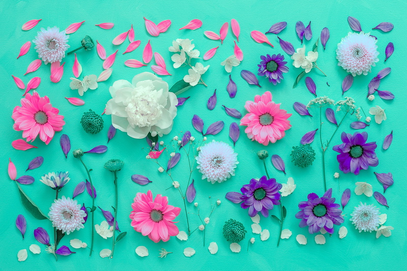 blue background, nature, colored background, white, knolling - concept, flowers, freshness, pink color, no people, directly above, chrysanthemum, large group of objects