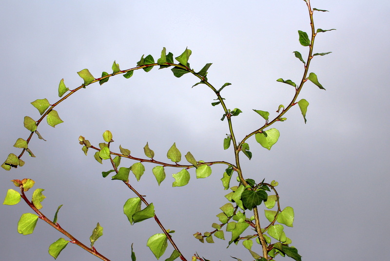 twig, green, beauty in nature, outdoors, dom, low angle view, plant part, loose branches, no people, nature, 4K, freshness, close-up, day, growth, food