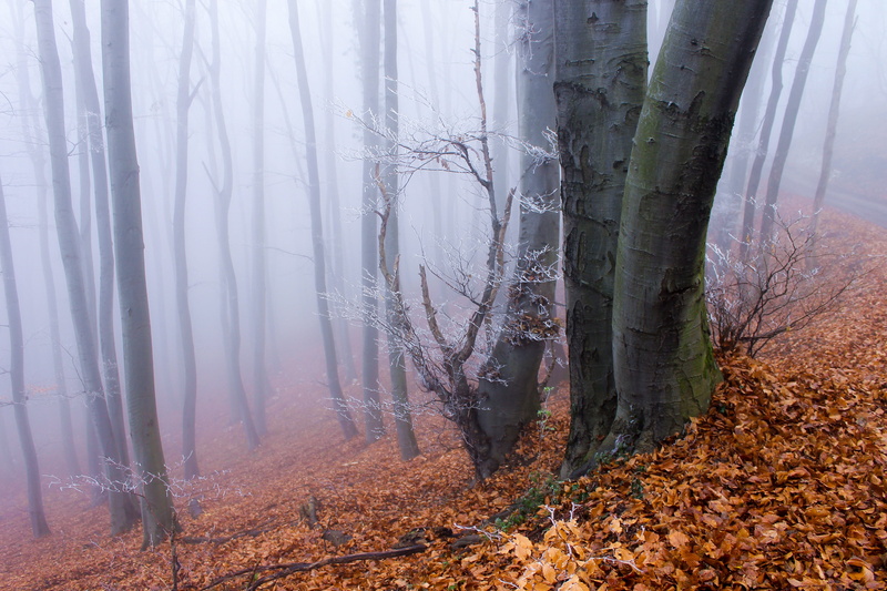 autumn landscape, lonely, beauty in nature, land, change, bare trees, leave, tranquility, trees, nature, forest, szálerdő, changing form, cold, hazy, autumn