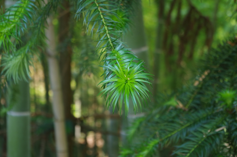 no people, pine tree, palm tree, selective focus, green color, day, tropical rainforest, plant part, tree, forest, close-up, outdoors, beauty in nature