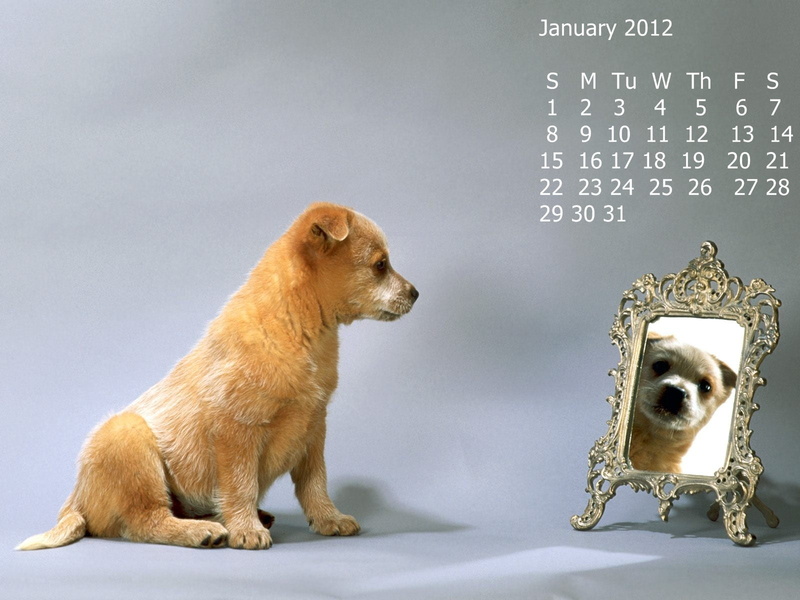 domestic animals, no people, one animal, studio shot, young animal, smooth, dog, cattle, brown, pets, cute, domestic, Calendar, puppy, expense, chihuahua