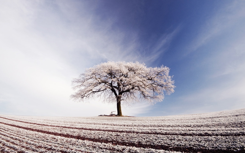 White, Lonely, Sky, Clouds, Broad, 1080P, Field, Blue, Frost, Tree