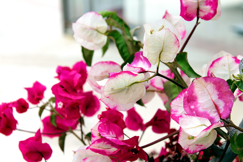 plants of turkey, no people, flower head, petal, evergreens, bougainvillea, springtime, flowering tree, focus on foreground, beauty in nature, growth, nyctaginaceae