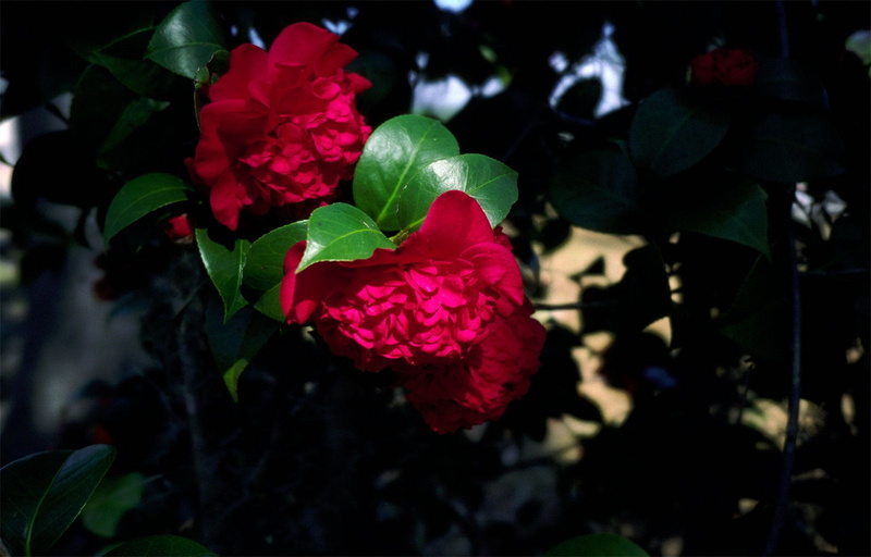 petaled, backgrounds, roses, shrub, shade, focus on foreground, plant part, rose - Flower, blossom, garden, freshness, decoration, springtime, purple, broad