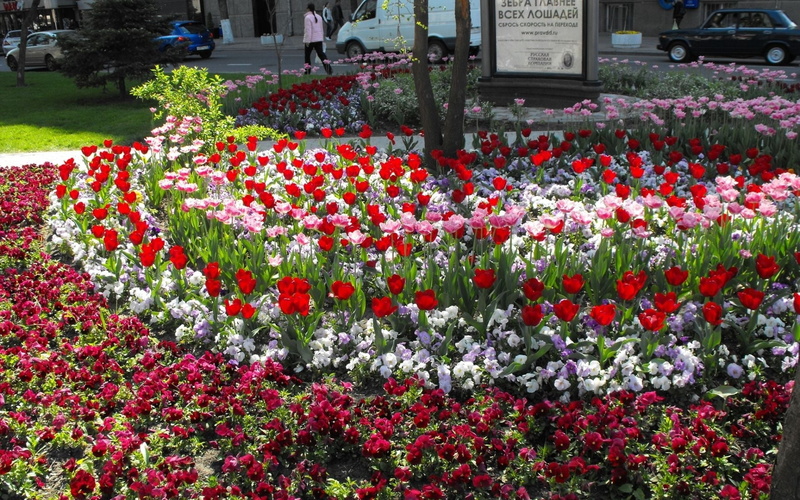 inflorescence, season, green Color, vulnerability, tulip, purple, flowerbed, pansies, flower Head, pink Color, broad, abundance, street, colors, no People