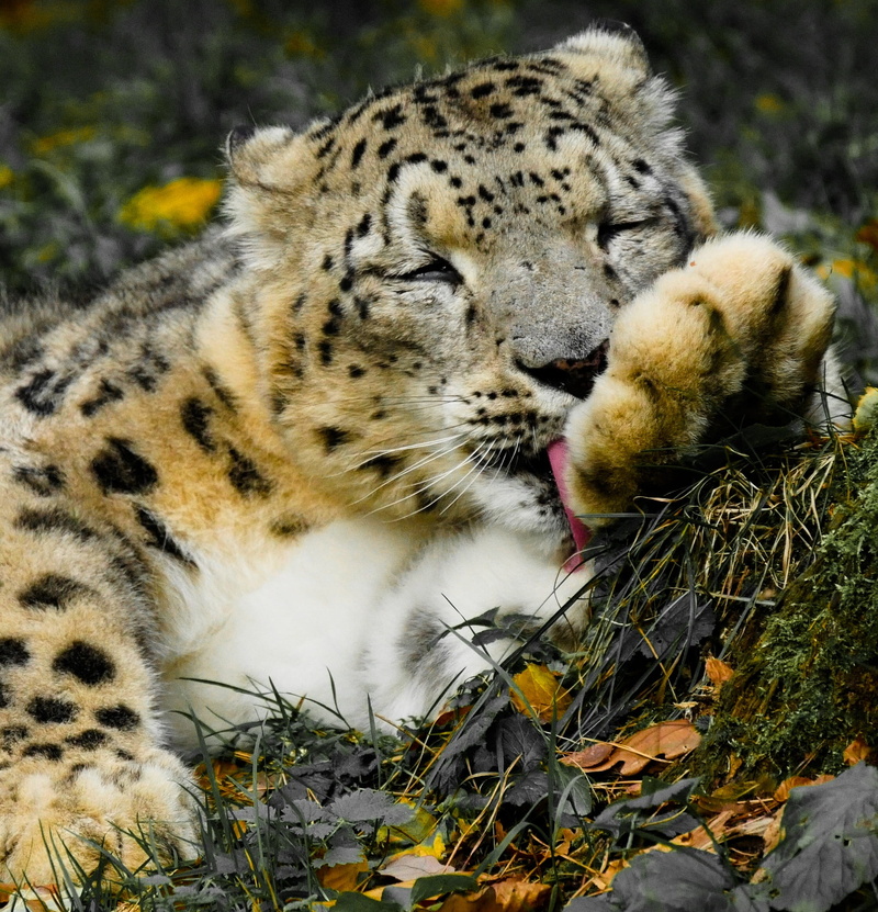 nature, 1080P, photography, tongue, predator, leopard, animals in the wild, young animal, cat motif, land, shallow, no people, animal, lick, whisker, field