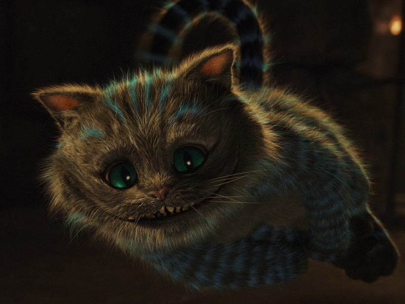 indoors, close-up, Alice in Wonderland, flying, domestic animals, 720P, animal eye, no people, pets, mammal, looking at camera, whisker, portrait, cat