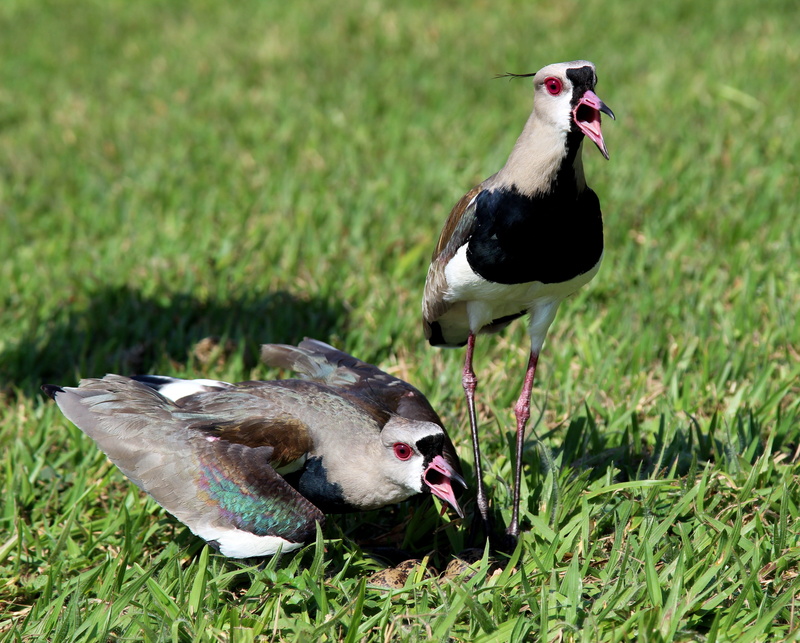 group of animals, quero-quero, bird, eating, vertebrate, nest, 4K, brave, young animal, animal wildlife, brazilian, birds, day, grass, plant, green color