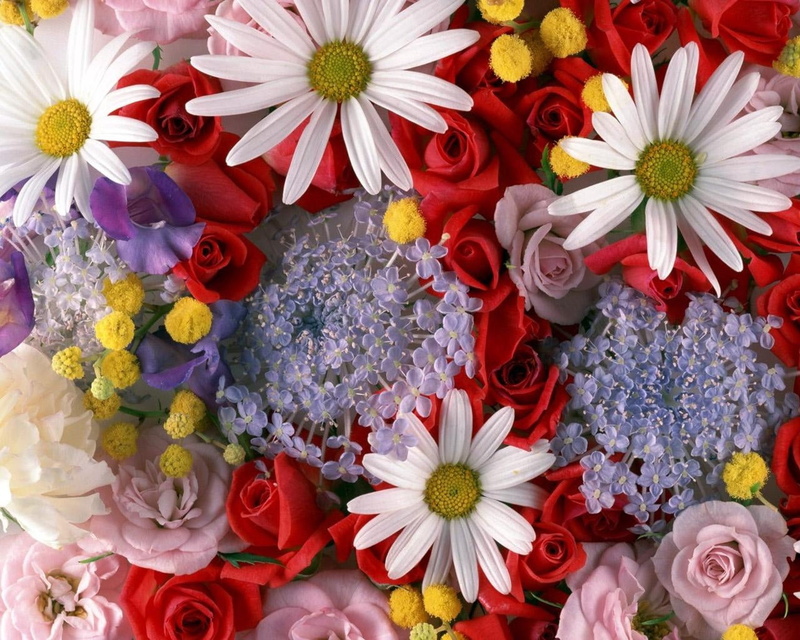 flower, 720P, bouquet, flower Head, buds, close-up, red, single Flower, vulnerability, title, wedding, freshness, gift, assorted, daisies, petal, bunch of flowers