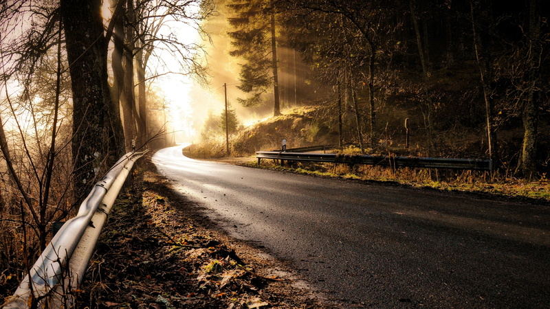 4K, forest, road, nature, bend, plant, autumn, sunlight, tree, morning, light