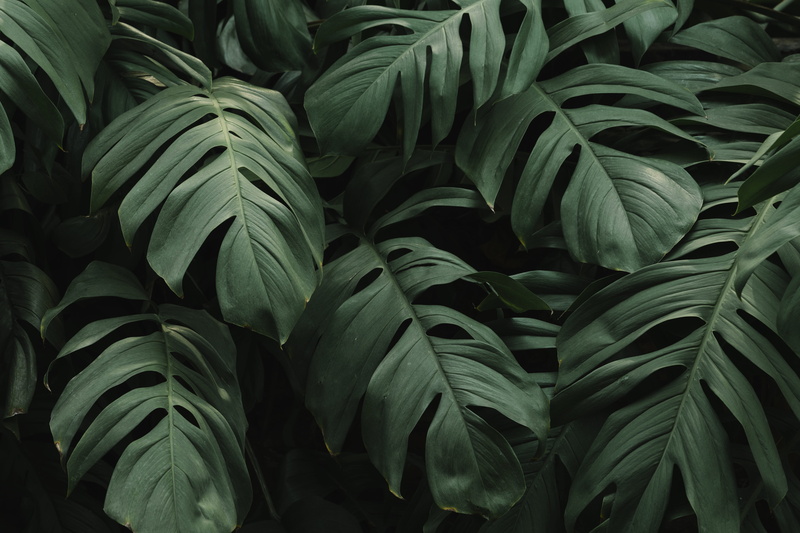 backdrop, blank, large group of objects, forest, green color, background, decor, greenery, close-up, leaf, nature, no people, outdoors, copy space, green