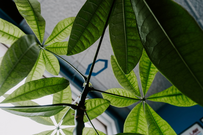 creative workspace, office plant, close-up, 5K, workspace, security, plant part, protection, marketing office, growth, pattern, waiting room, marketing strategy