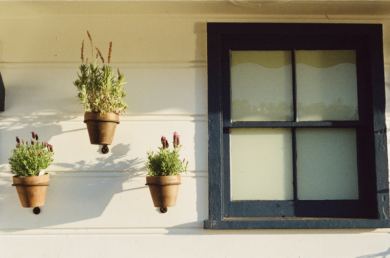green color, outdoors, beauty in nature, houseplant, potted plant, wall - building feature, pots, green, flower pot, architecture, day, house, window sill