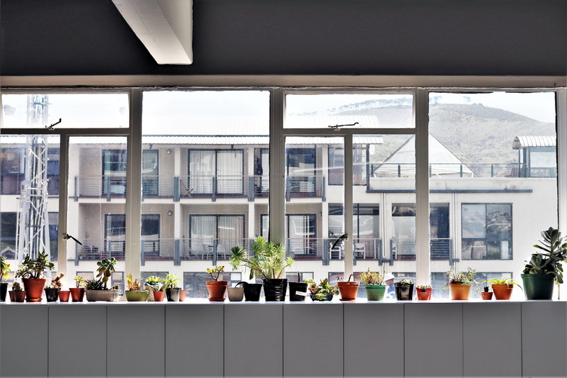 hill, day, sill, window sill, potted, nature, shelf, plants, office, green, glass - material, window, table, beside, lot, steel, men, sunny, plant, signalhill