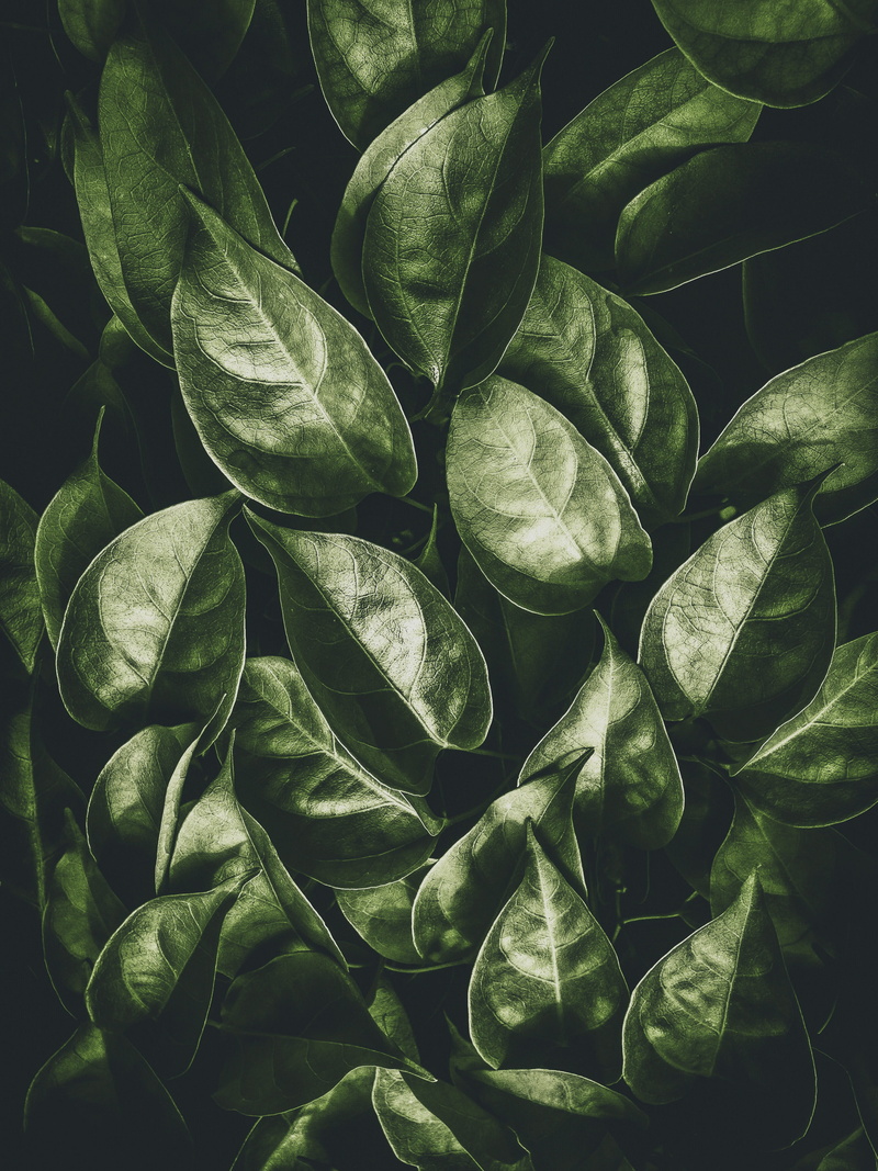 background, organic, mobile, lake, texture style, wanderlust, freshness, food, greenery, leafe, texture, shot, green, vegetable, photo, leafed, pattern