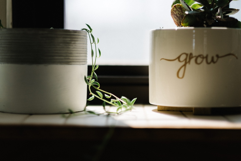 pot, beside, united states, leaf, potted plant, nature, pottery, coffee cup, text, birthday cake, jar, healthy eating, leafed, cup, container, food and drink