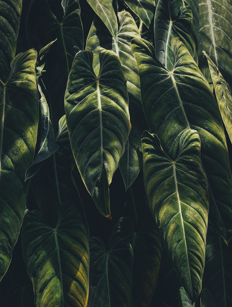 healthy eating, green leaf, agriculture, plant part, nature, close, leafe, beauty in nature, tree, greenery, wellbeing, growth, 4K, freshness, leaves