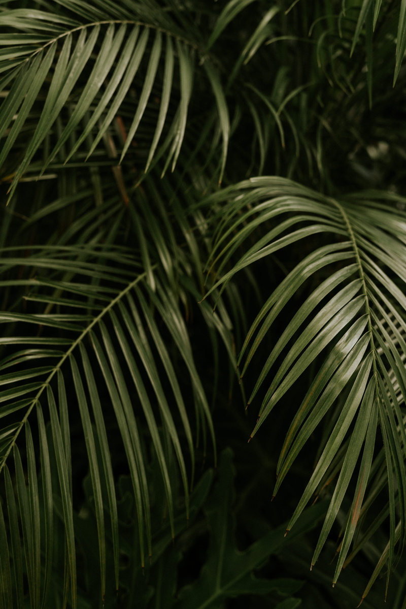 dark, close-up, florida, focus on foreground, nature, tree, woodland, backgrounds, green color, no people, swamp, plant, growth, palm, background, plant part